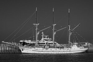 Seltener Gast im Hafen Helgolands