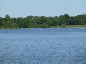 Teichgebiet Niederspree Oberlausitz