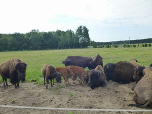 Bisongehege an der Vorest Village Ranch in Walddorf