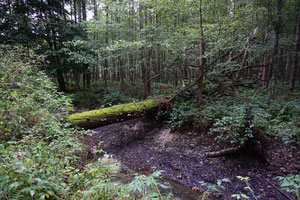 Naturschutzgebiet Niederspree