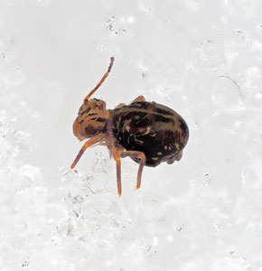 Ein seltsames Tier: Der bunte Kugelspringer. Knuffig, wäre er größer als anderthalb Millimeter...