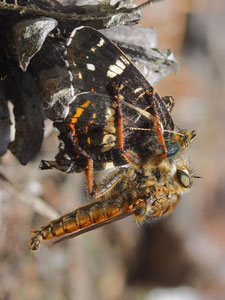 Ein mächtiger Brummer ist die Goldraubfliege. Als Beute hat sie ein Landkärtchen (Sommerform) gefangen.