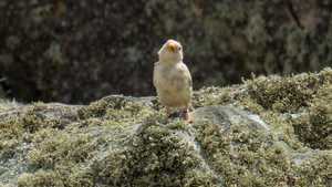 Leuzistischer Steinsperling mit gelbem Brustfleck