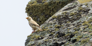 Leuzistischer Steinsperling mit gelbem Brustfleck