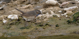 Blaukehlchen M an der Gürbe im Belpmoos, 22. März 2025