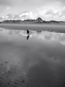 Dog Chasing Clouds. Fornby, 