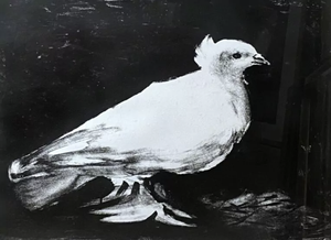 Pablo PICASSO (1881-1973) ( d 'apres) La colombe, 1949 (bloch 583 ; Mourlot 141) Lithographie en noire, 54 x 69 cm ( à vue) encadrée