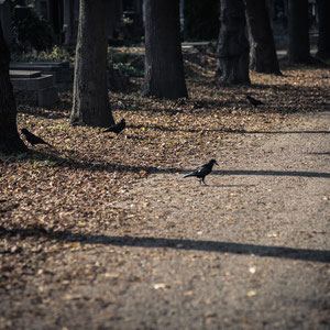 rheiligen am Zentralfriedhof    © Florian Schubert 2013