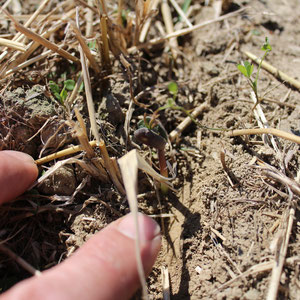 Bitterlupine 5 Tage nach Direktsaat in Getreidestoppel ohne Regen bei großer Trockenheit