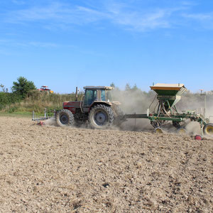 Mulchsaat bei absoluter Trockenheit