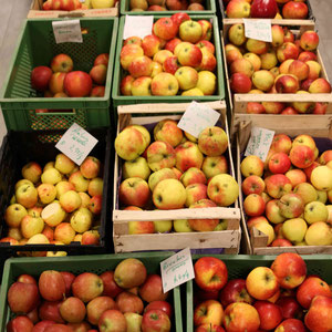 Grün oder Rot, süß oder sauer, saftig oder fest und knackig – unter den zahlreichen Apfelsorten wird jeder seinen Liebling finden. 