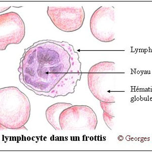 Légendes d'un leucocyte.