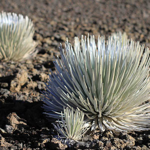 Endemische Silberschwerter im Haleakala Krater