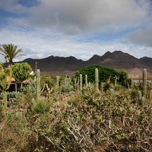 Kakteengarten in La Aldea