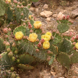 Blühende Kakteen im Grand Canyon