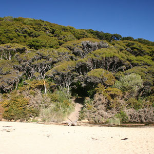 Dichte Vegetation an der Apanai Bay