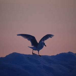 Riesenmöwe bei Sonnenuntergang