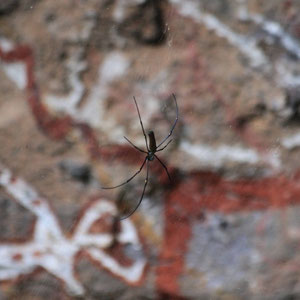 Spinne vor dem Weltkulturerbe