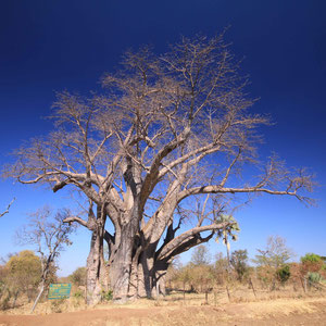 Riesen-Baobab in der Nähe der Victoria Falls