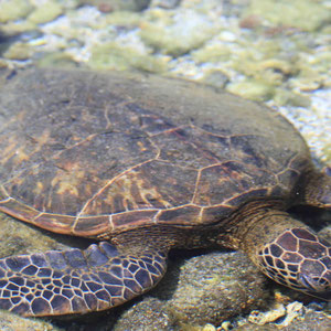 Schildkröte macht Siesta