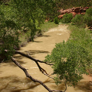 Virgin River mit viel Wasser