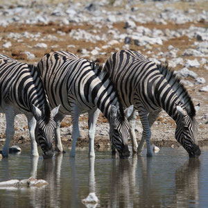 Zebra-Trio beim Trinken