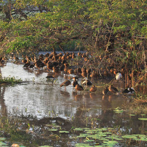 Entenkolonie in Yellow Waters