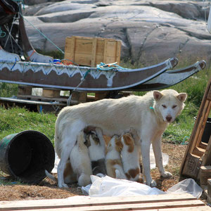 Sledgedogs - Schlittenhunde