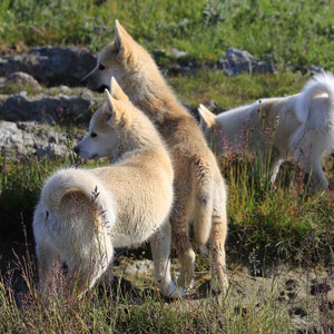 Junge Hunde am "Alten Heliport"