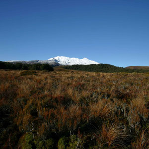 Riesige Wiesenflächen am Mount Ruapehu