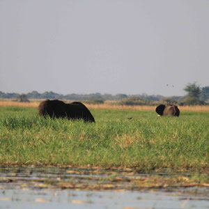 Elefanten im  Chobe River