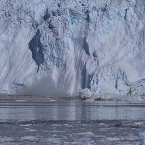 Aufgeschreckte Vögel vom kalbenden Eqi-Gletscher