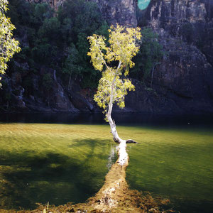 Skurriler Baum im Pool der Gunlom Falls