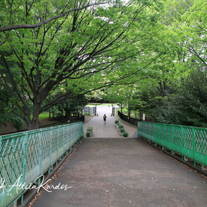 Brücke zum Yoyogi Park