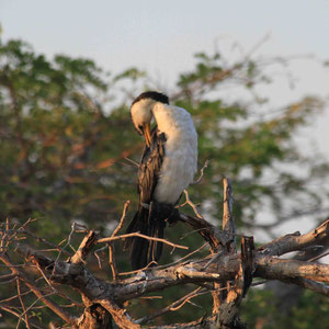 Morgentoilette eines Vogels