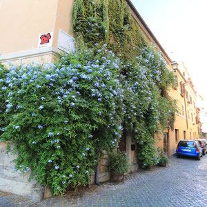 Gasse in Trastevere