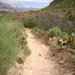 Auf dem Bright Angel Trail