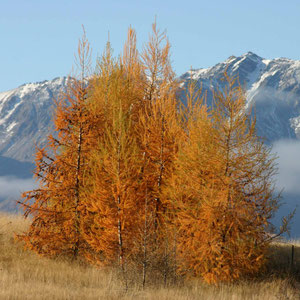 Herbstliche Bäume am Lake Hawea