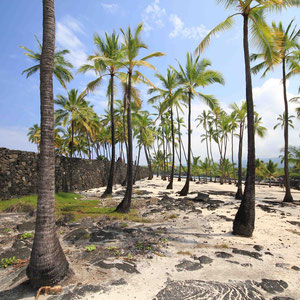 Palmengarten in Puuhonua O Honaunau