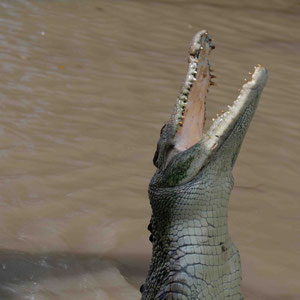 Jumping Crocodile