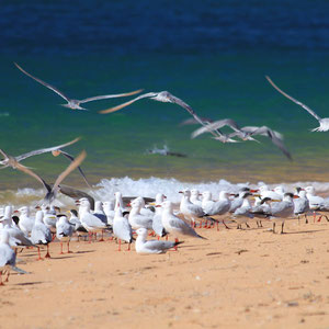 Francois Peron NP, Westaustralien