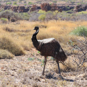 Emu im Cape Range