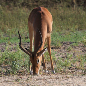 Schwarzfersen-Antilope