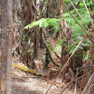 Urwald im Hawaii Volcanoes Nationalpark