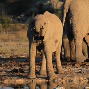 Kleiner durstiger Elefant
