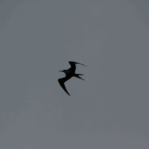 Vogel am Kilauea Point
