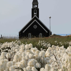 Wollgras vor der alten Zionskirche