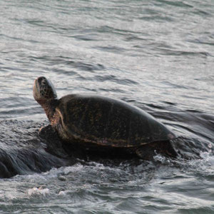 Jeden Abend zu Besuch: Sea-Turtle