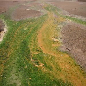 Farben im Norris Geyser Basin