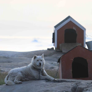 Die gehören dem Besitzer des Arctic Hotel